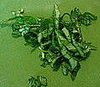 Gently unravel the tightly-wound chiffonade, and it's ready to use. 