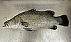 Barramundi