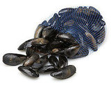 Mussel Gratin