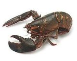 Expert Lobster Rolls 