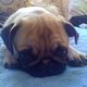 badkitty's picture
