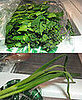 Throw Out Wilted Greens