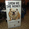 Tune In to the 2009 Westminster Kennel Club Dog Show!