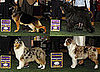 Herding Group