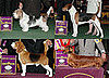 Hound Group