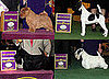 Terrier Group