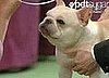 Wishbone Stole the Show!
