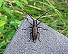 White-Spotted Sawyer