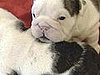 Baby Bulldog