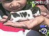 Tiny Kitty Spots