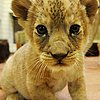 Awwwwfully Up Close and Personal With Two Lil Lions