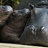 Hamburg's Hungry, Hungry (Baby) Hippos Have Hairy Faces?!