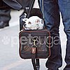 In the Spotlight: Mickey Rourke Has a New Traveling Buddy!