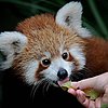 Pemba the Red Panda Has a Full Future of Taste Testing 