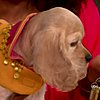 Sadie Makes Her Doggy Debut on Oprah!