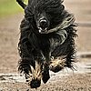 Breed Spotlight: Portuguese Water Dog