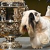 The Scoop: Charmin Wins Crufts!