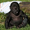 Hi, Hasani! SF Zoo's Gorilla Gets Named by Daddy