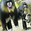 Mandrill Baby Chills With a Literary Family