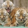 Three Baby Tigers Are Better Than One! 
