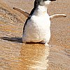 Surf's Up For Little Penguins: Meet North . . . and South