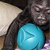 Registry Alert! Hasani Has a Ball . . . But Needs More