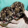 Spotted: Clouded Leopard Cubs, Up Close and Personal