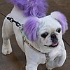 Trend Setters: Furry Streakers