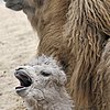 Awwdorable Baby: Jenny and Jolan the Camel-ly Family