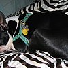 "Boston Terror" Chronicles: North Loves petLINENS!
