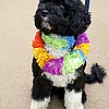 New Puppy Alert! Welcome, Bo (Obama)