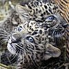 Zounds! Zhongni and Zhang Jie Have Dazzling Baby Blues