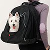 Is Your Dog a P@W?
