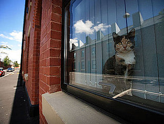 6 Steps to Green Up Kitty Ownership (and Save Green)