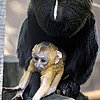 Can You Guess How the Owl-Faced Monkey Got Its Name?