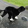 First Dog, First Press Conference: See Speedy Bo in Action!