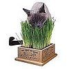 Kitty Garden