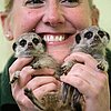 OMG! Hand Reared Meerkats Lia and Roo Make a Big Debut