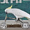 Birds (Not) Behaving Badly