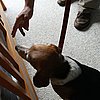 Ladybug vs. Bedbugs: Beagle Sniffs Out Blood Suckers!