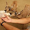 These Zoo Babies Walk Within 30 Minutes and Outrun Humans at Four Days