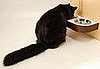 Maow Wall