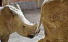 Get On the Rhino Train