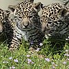 There's Three Times the Baby Jaguar Fun With New, Cute Cubs