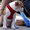 New Puppy Alert! Meet JJ, Hugh Jackman's New Smooshy