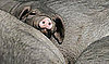 Peek-a-Piggyback
