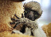 Tahina Has a Teddy