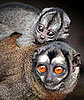 What Big Eyes You Have