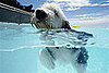 Swimming
