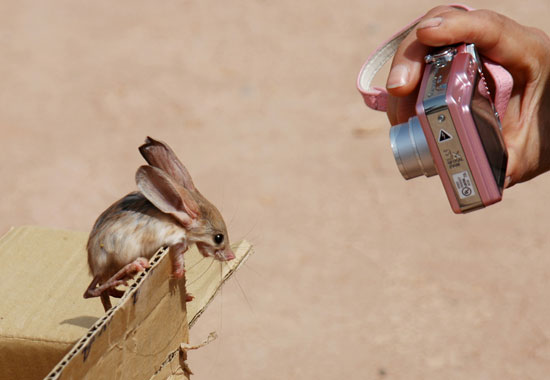 Name This Rodent!